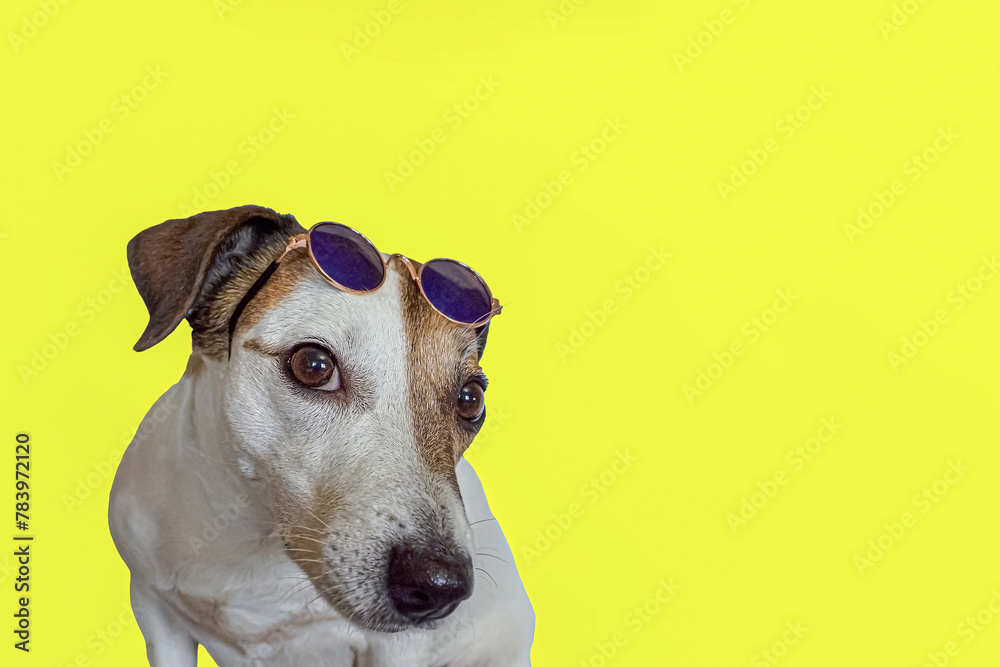 Dog. Jack Russell terrier with glasses. Copy space.