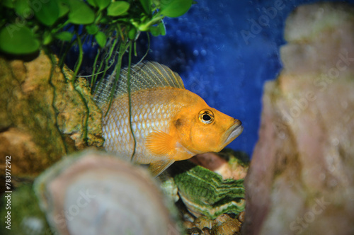 Altoamprologus compressiceps "Golden head"	Mutondwe in aquarium, close up