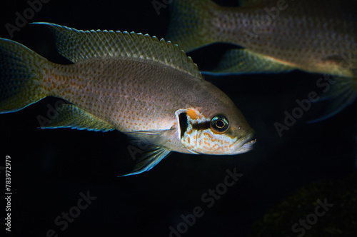 Neolamprologus brichardi "Magara"  in aquarium, close up