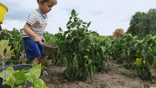 A child helps his father water the pepper growing in the ground.Concepts of nature, organic products, responsibility, agriculture, education, healthy eating, growing plants, harvesting, village, water photo