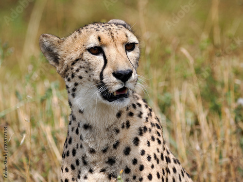 Portrait of African Cheetah (Acinonyx jubatus) open mouth and seen from front