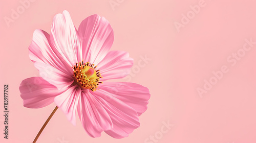 Beautiful colorful flower backgrounds are used for presentations or framed photos. Text background
