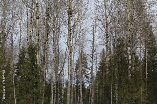 forests of northeastern Europe at the end of March