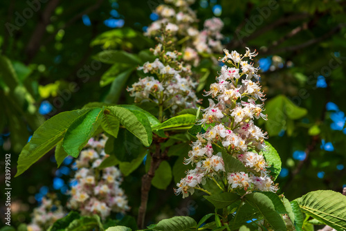 Flores de castaño de indias, aesculus hippocastanum, en su árbol en primavera