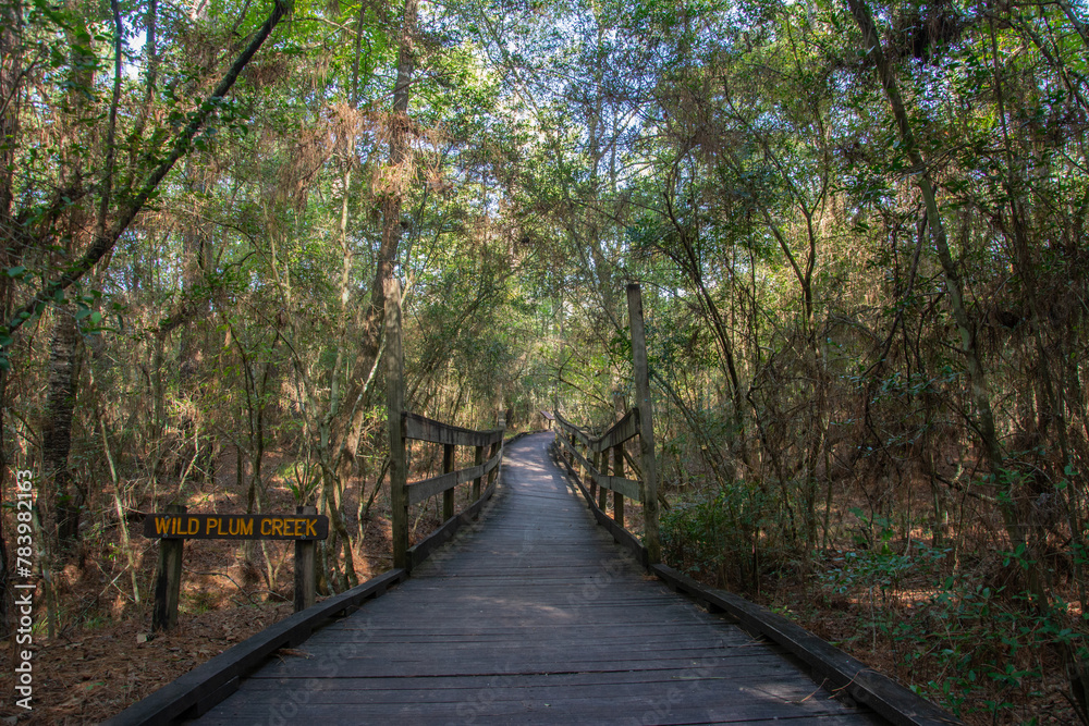Boardwalk and wooden bridge over the Wild Plum Creek in Livingston State Park in the East Texas Piney Woods in Polk County, Texas, United States