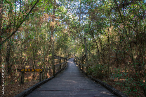 Boardwalk and wooden bridge over the Wild Plum Creek in Livingston State Park in the East Texas Piney Woods in Polk County  Texas  United States