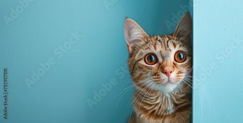 Cat peeking behind blue wall © Boomanoid
