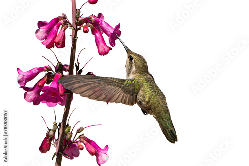 Black-chinned Hummingbird (Archilochus alexandri) High Resolution Photo, In Flight, Feeding on Parry's Penstemon (Penstemon parryi) Blooms Over a Transparent PNG Background photo
