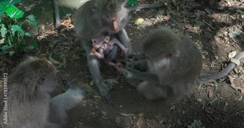 Monkey - Macaca, fascicularis eating and playing in the rainforest, Bali, Indonesia. Slow motion. photo