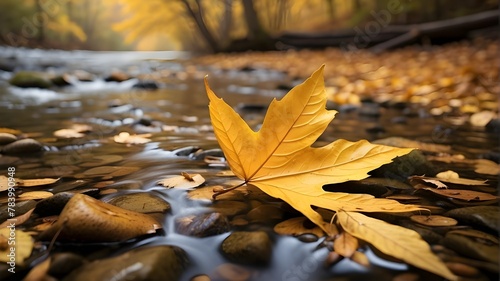 autumn leaves on the water