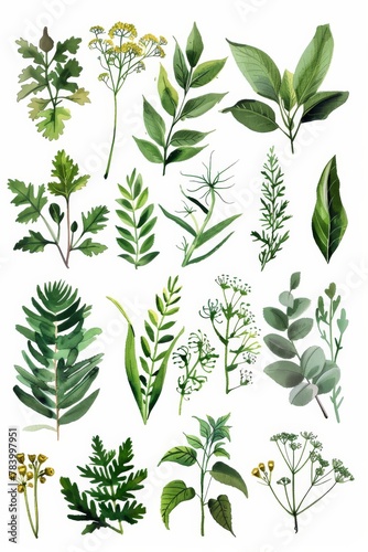 A collection of various green plants and herbs depicted in a vintage botanical illustration style