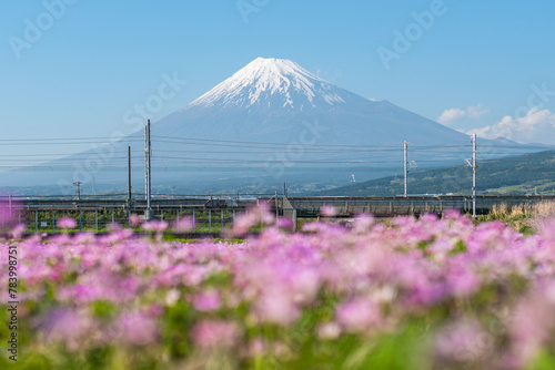 Cosmos flower field with Mount Fuji in spring, Shizuoka Prefecture, Japan © eyetronic