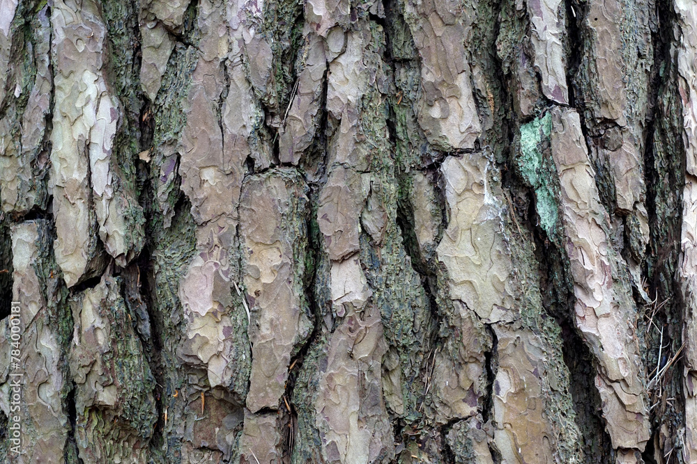 magnified tree bark texture magnified tree bark texture