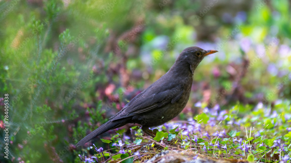 blackbird on the ground blackbird on the ground