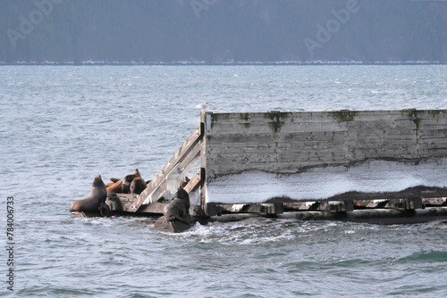 A colony of Sea Lions during a winter season at the Porteau Cove Provincial Park in the Howe Sound along the Sea-to-Sky Highway near Squamish, British Columbia, Canada photo