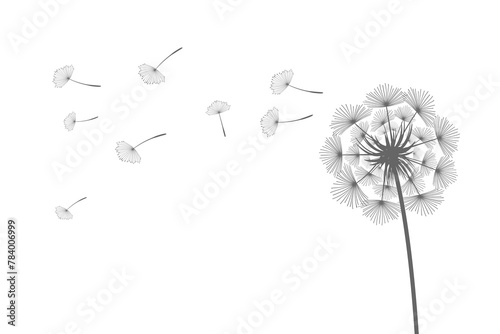 Obraz na płótnie Vector illustration dandelion time. Black Dandelion seeds blowing in the wind. The wind inflates a dandelion isolated on white background w salonie