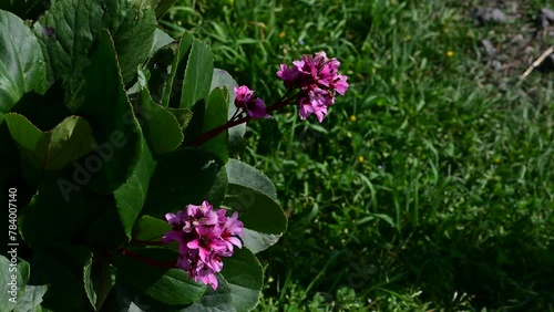 Pink flowers of Bergenia crassifolia in the spring garden. Flowers of heartleaf bergenia, Bergenia crassifolia,  photo