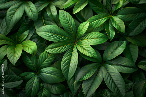Close up of lush green leafy plant natural wallpaper background
