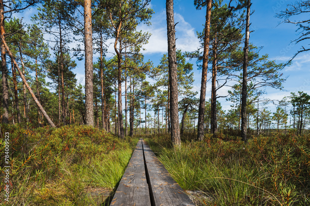 The nature of Estonia, a wooden path for travelers through the forest and Seli swamp.