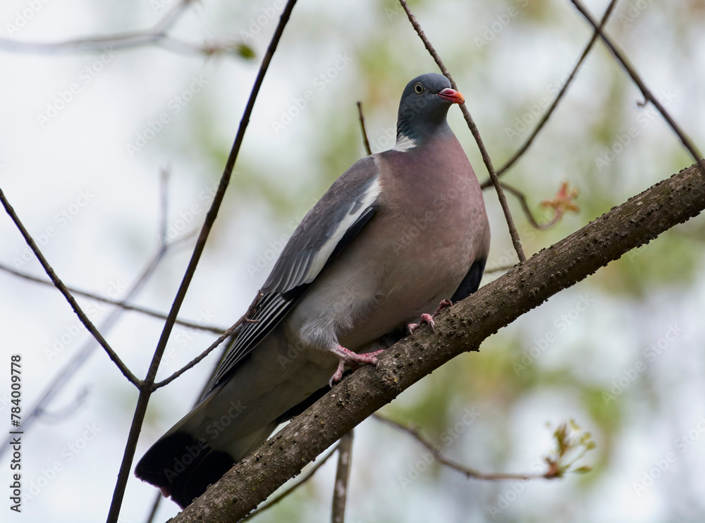 A wood pigeon sits on a tree branch. A wood pigeon sits on a tree branch.