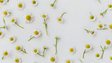 Chamomile daisy flower buds on white background. Flat lay, top view flower background