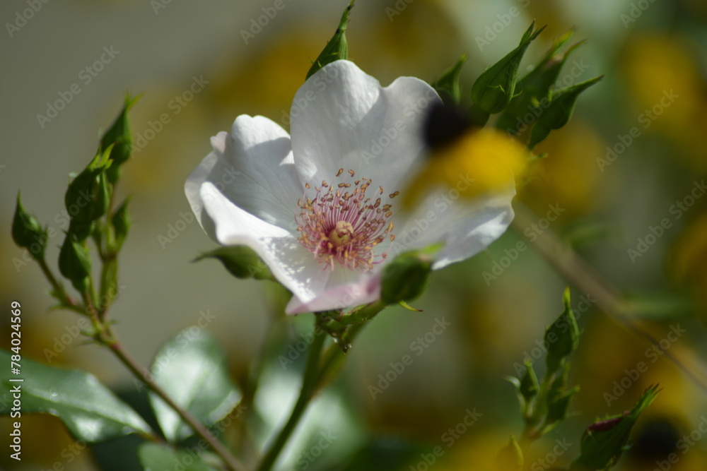 Eine blühende Blume in ihrer Natur Eine blühende Blume in ihrer Natur