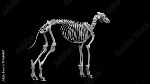 Full wolf skeleton in standing pose - back view