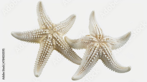 Two white starfish standing next to each other. Perfect for beach-themed designs