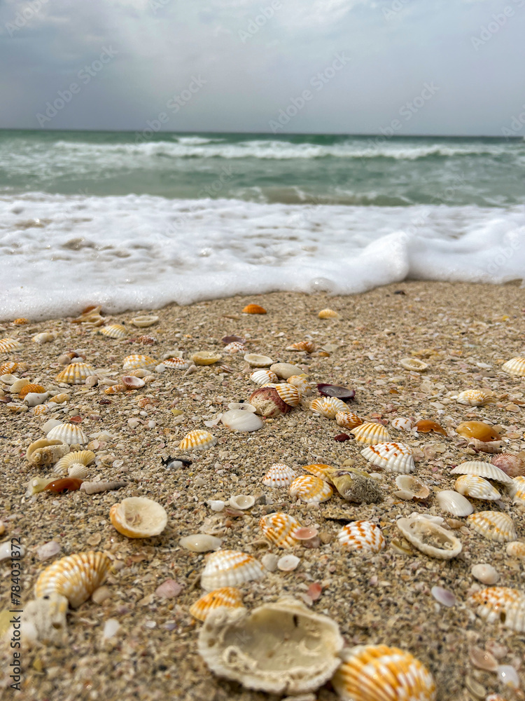 Close-up low angle view of group of small seashells lying on sandy beach in a cloudy day on tourist resort. Sea wave in the background. Soft focus. Copy space. Sea travel theme. Close-up low angle view of group of small seashells lying on sandy beach in a cloudy day on tourist resort. Sea wave in the background. Soft focus. Copy space. Sea travel theme.