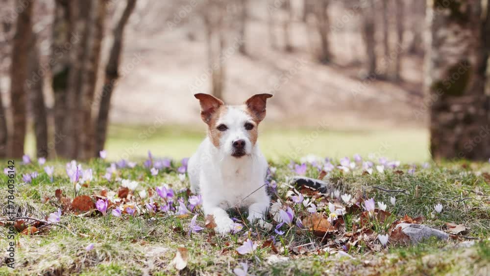 A contemplative Jack Russell Terrier dog sits amidst a carpet of spring crocuses in a woodland clearing. The scene captures a moment of calm in the vibrant, floral woods A contemplative Jack Russell Terrier dog sits amidst a carpet of spring crocuses in a woodland clearing. The scene captures a moment of calm in the vibrant, floral woods