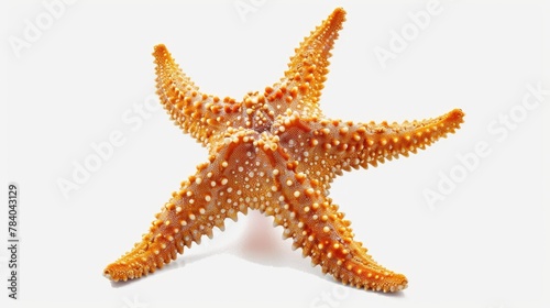 Close up of a starfish on a white surface, suitable for marine themes