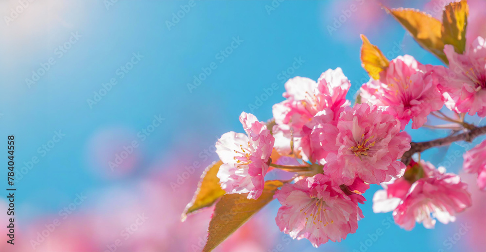 Spring background with copy space. Blooming Sakura tree branch, pink flowers closeup on blue sky background. Generative AI