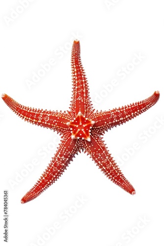 Close up of a starfish on a white background. Perfect for marine life concepts