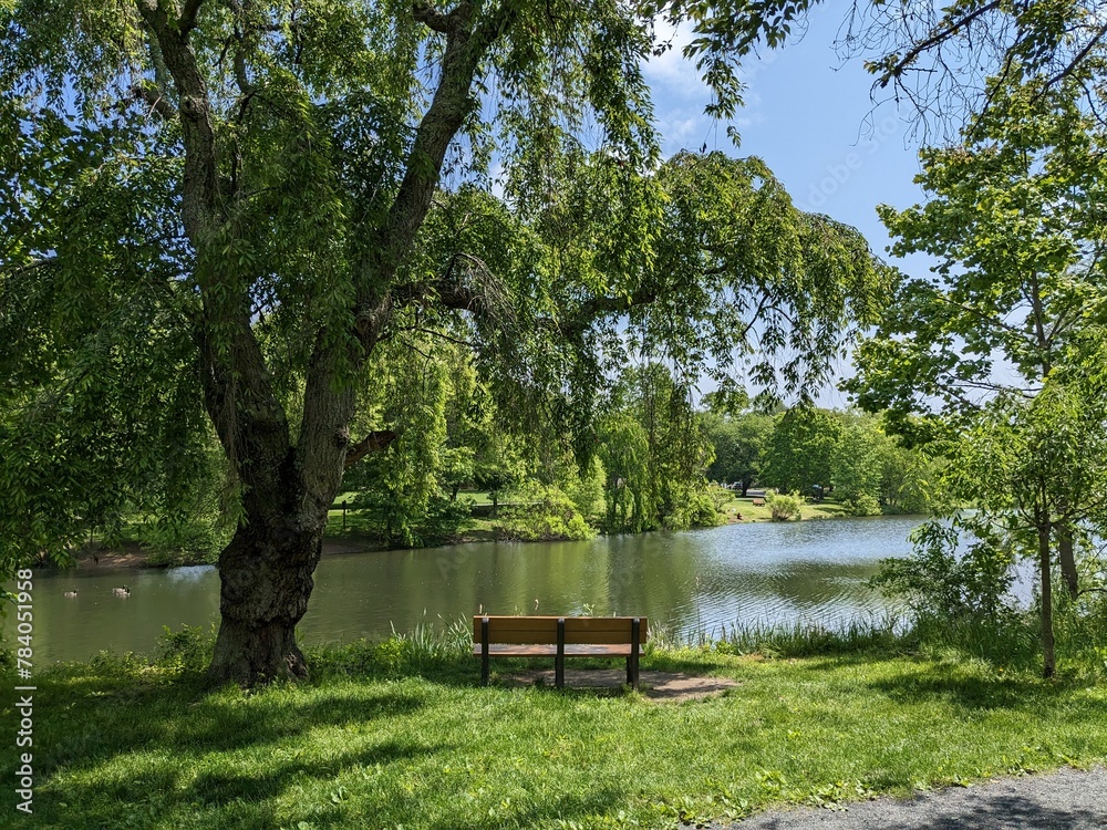 Tree and bench by a lake