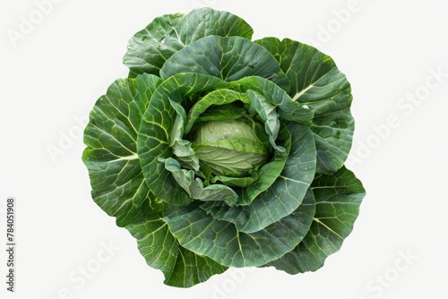 A single head of cabbage on a clean white surface. Ideal for food and nutrition concepts