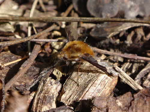 Dark-edged bee-fly (Bombylius major), also known as large bee-fly or greater bee-fly, male resting on wood chippings and cleaning his proboscis photo