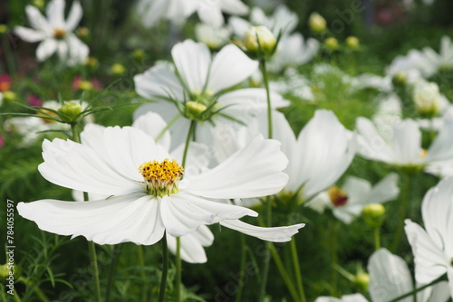 Białe kwiaty © EwaAF