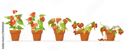 Life cycle of a potted plant, from healthy to wilting, flat vector illustration on a white background, concept of growth and decline. Vector illustration