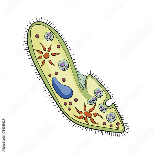 Colorful illustrated paramecium on a white background, highlighting the concept of microorganisms in biology. Vector illustration