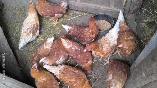 Young Loman Brown chickens in the pen eating food and pecking photo