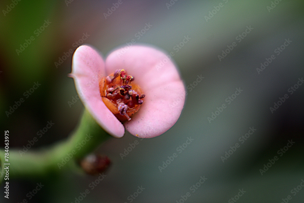 Detalle de una flor pequeña rosa  - obrazy, fototapety, plakaty 