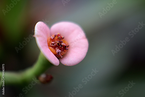 Detalle de una flor pequeña rosa 