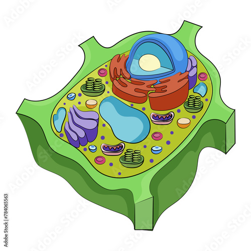 A colorful vector illustration of a stylized plant cell structure on a white background, representing biology. Vector illustration