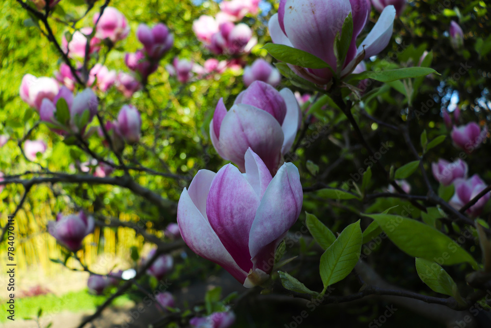 Blooming magnolia tree with large pink flowers