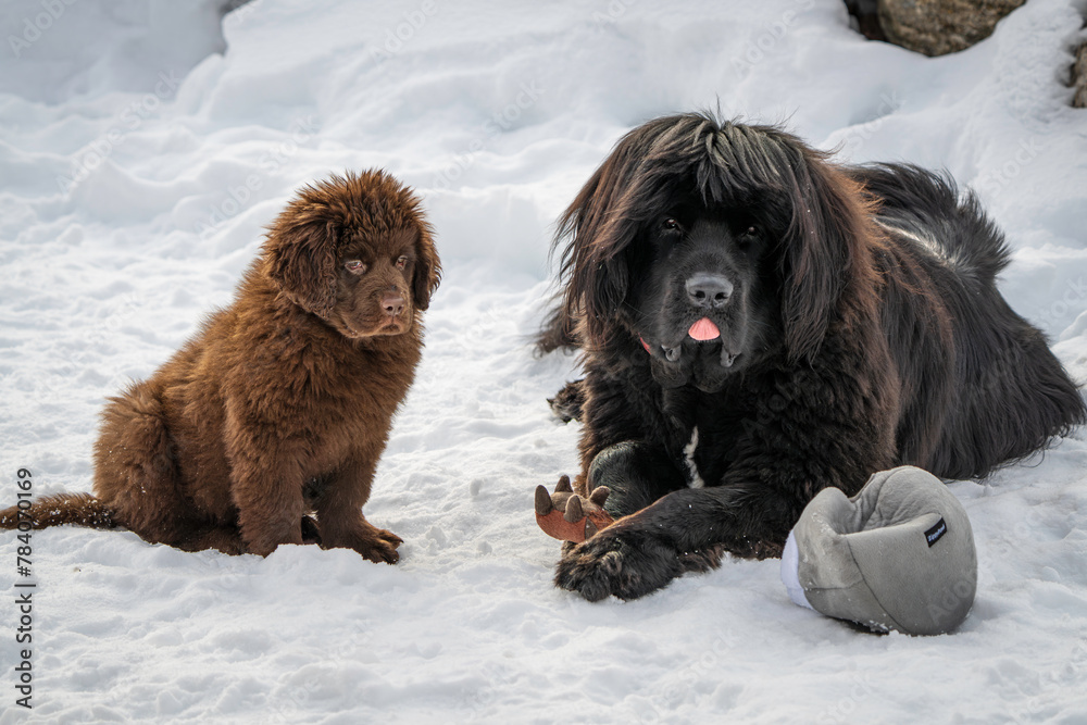 Fototapeta premium Brown newfoundland puppy with black newfoundland dog enjoying snow and toy in the mountains