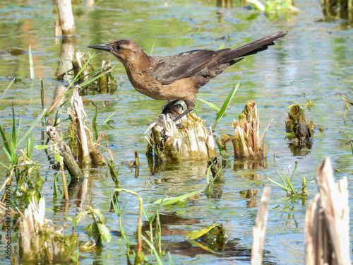 Female boat tailed grackle fishing for dinner in a Florida marsh