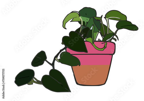 Planta hojas corazón en maceta de dos colores fucsia y naranja