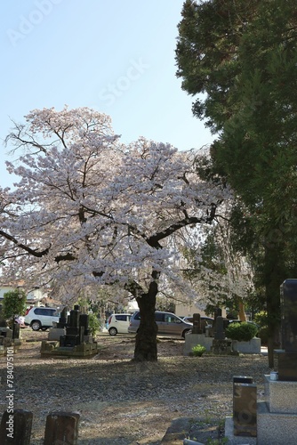Sendai City, Miyagi Prefecture, Japan, April 13, 2024.Cherry blossoms in full bloom at the temple.