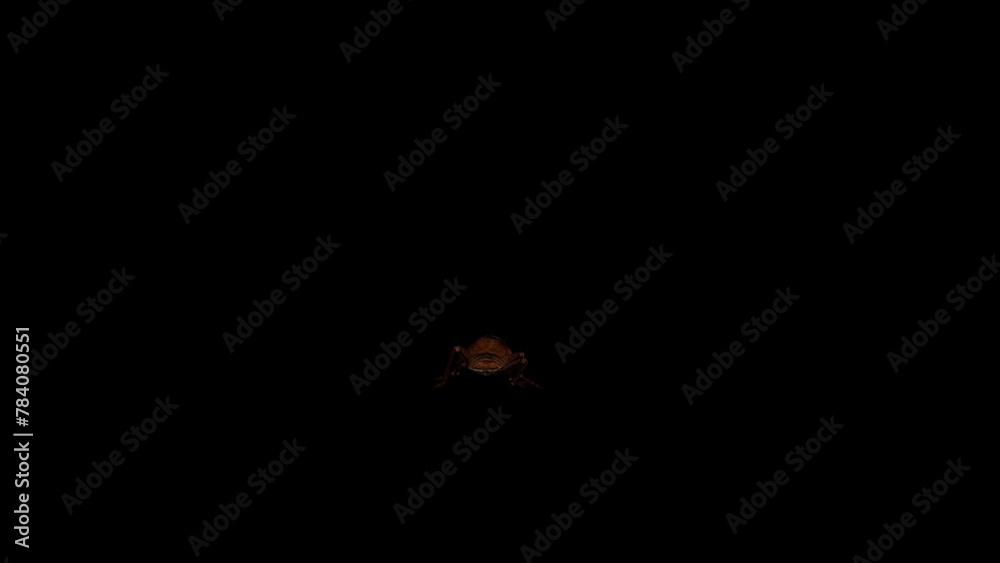3D cockroach insect walking loop rendering with back view on a black background, 4k resolution, 60fps cockroach running animation with alpha matte clip, a scavenging insect that resembles a beetle 3D cockroach insect walking loop rendering with back view on a black background, 4k resolution, 60fps cockroach running animation with alpha matte clip, a scavenging insect that resembles a beetle