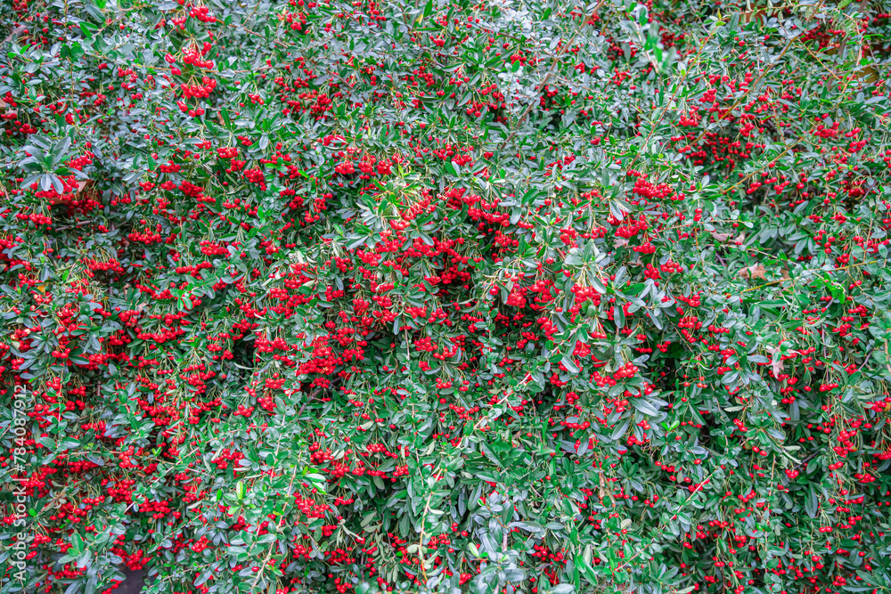 A barberry bush with berries in close-up